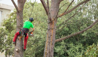 Élagage d'arbres sur bord de route par entreprise d'élagage près de L'Arbresle