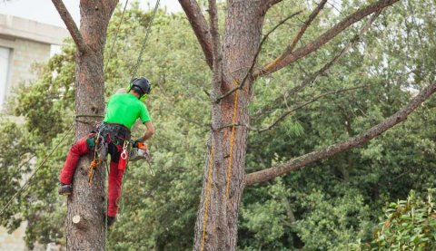 Élagage d'arbres sur bord de route par entreprise d'élagage près de L'Arbresle