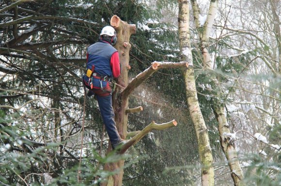 Entreprise spécialisée pour élagage d'arbres centenaires