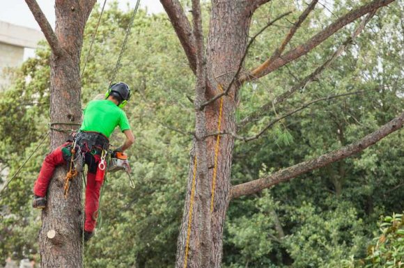 Entreprise pour la taille d’arbre dans un jardin de particulier 