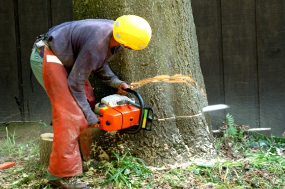 Entreprise pour le démontage d’arbre dans un jardin de particulier