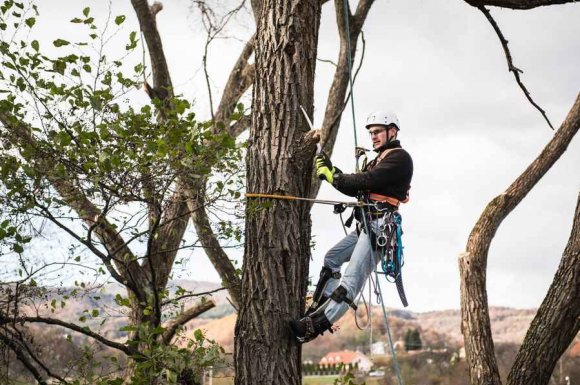 Entreprise pour l’élagage d’arbre à une grande hauteur 