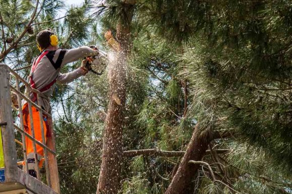 Professionnel pour l’abattage d’arbre en accès difficile 