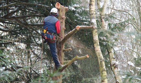 Entreprise spécialisée pour élagage d'arbres centenaires