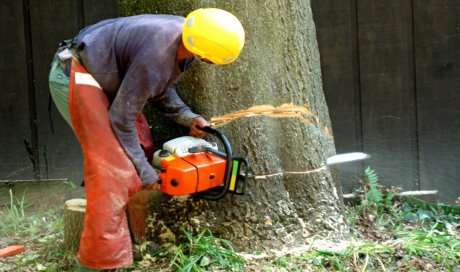 Entreprise pour le démontage d’arbre dans un jardin de particulier