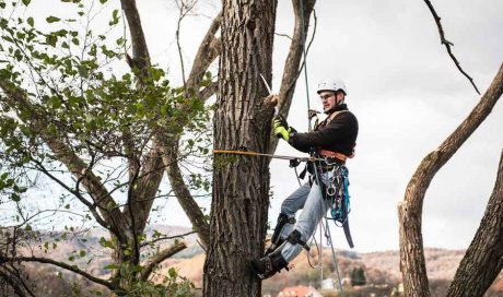 Entreprise pour l’élagage d’arbre à une grande hauteur 