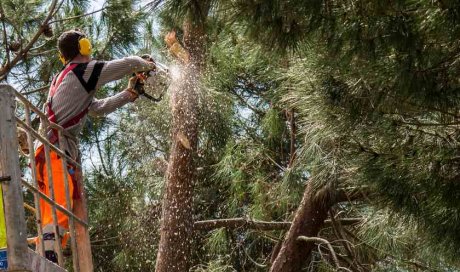 Professionnel pour l’abattage d’arbre en accès difficile 