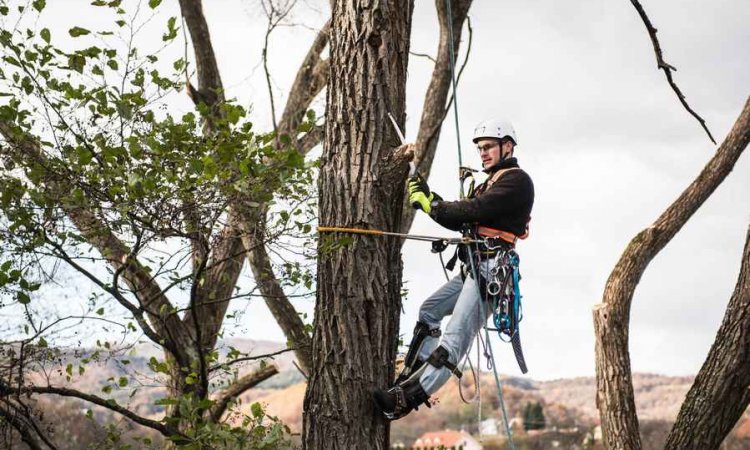 TRONCE ÉLAGAGE Champagne-au-Mont-d'Or - Entreprise d’élagage d’arbre 